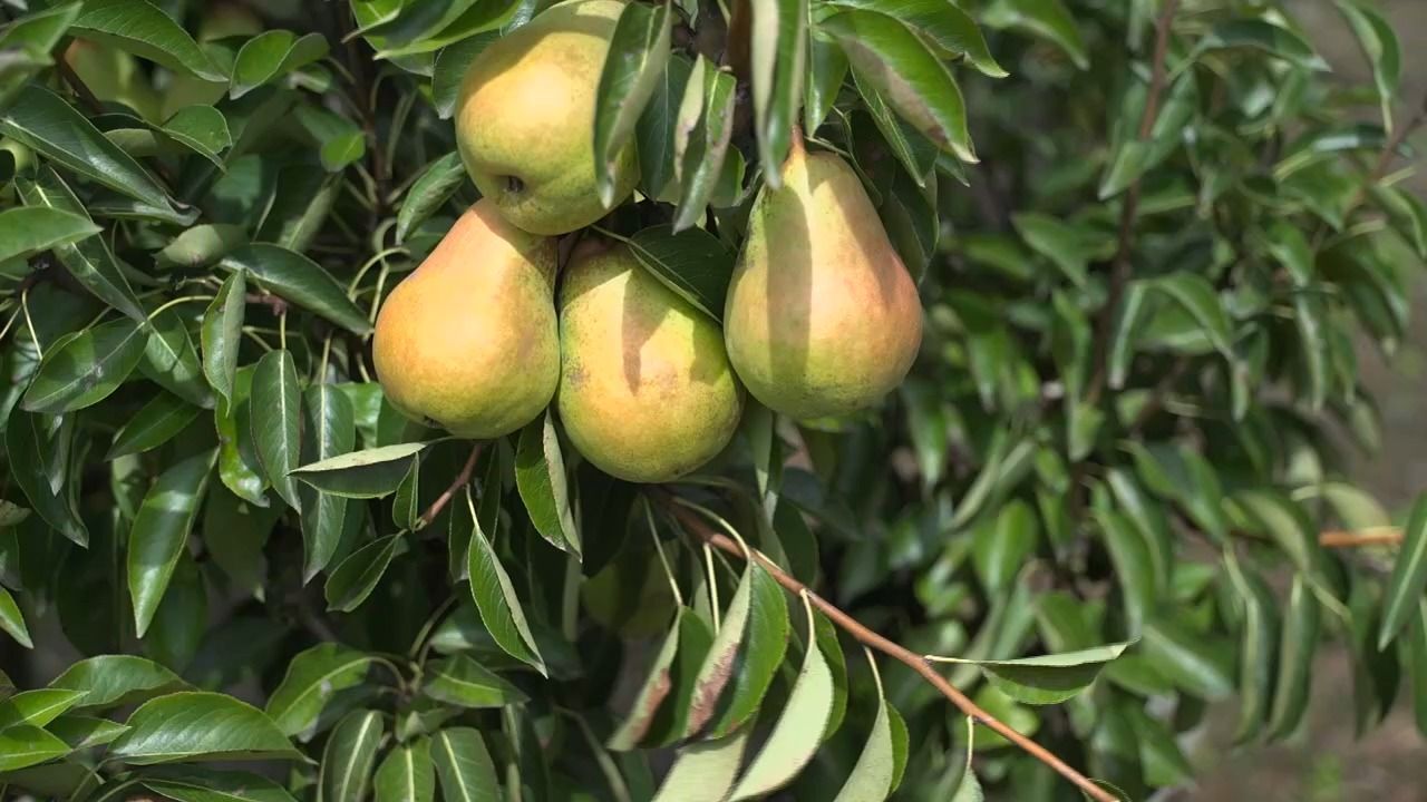 Video: Hitze setzt Obstbauern zu: Birnen zu klein, Äpfel mit Sonnenbrand