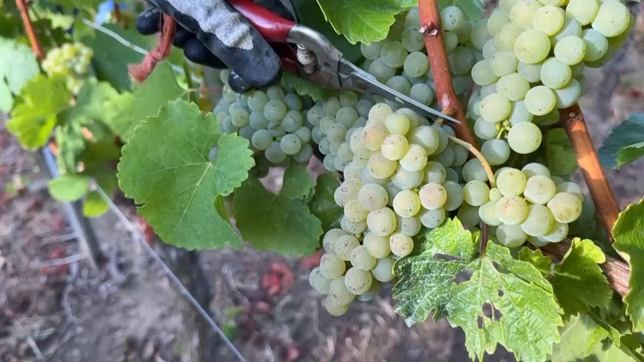 Video: Weinlese in Franken: Rodungsprämie soll Winzer entlasten