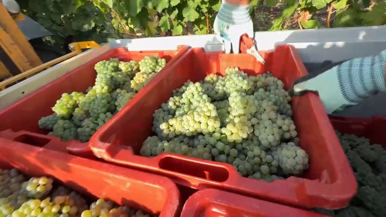 Video: Herbstklausur der Freien Wähler: Frankens Weinbaukrise im Fokus
