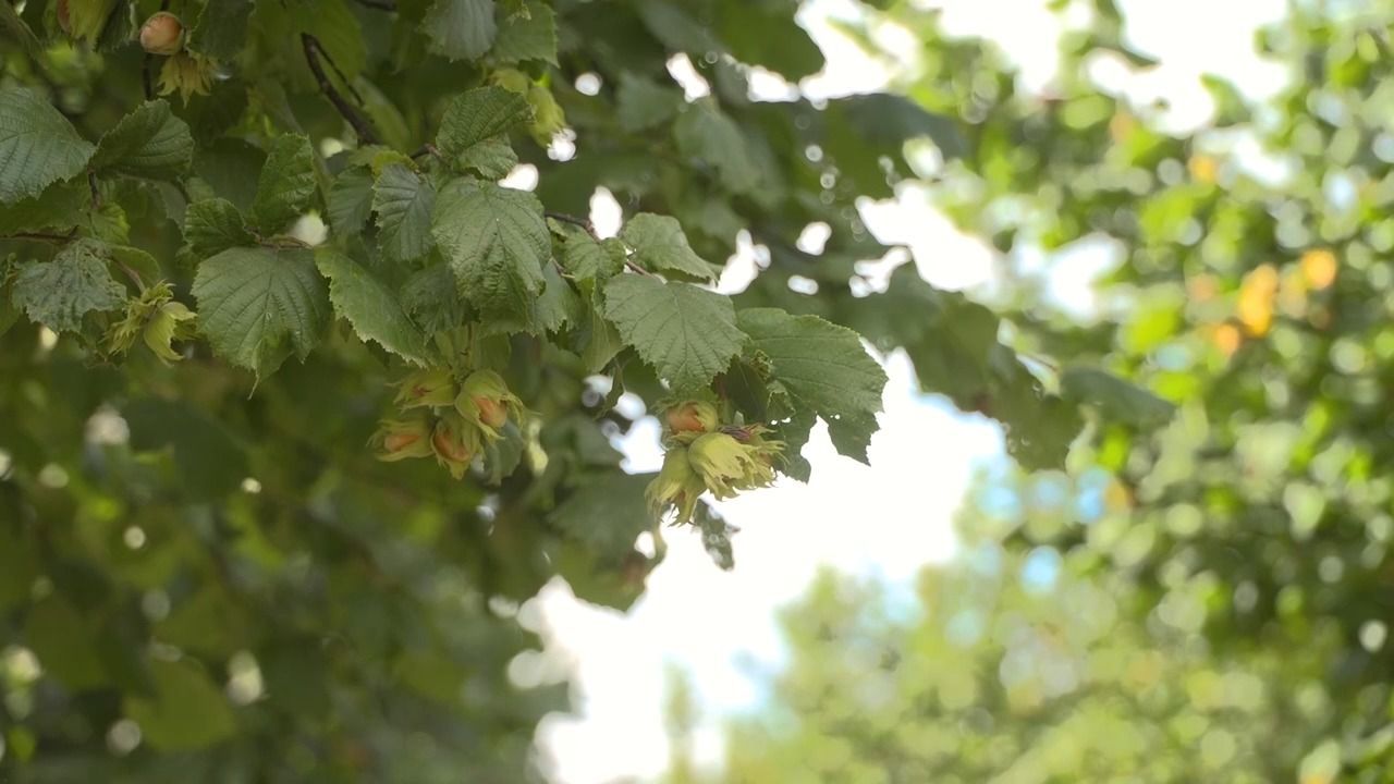 Video: Haselnussernte in Bayern: Trockenheit sorgt für deutlich weniger Ertrag