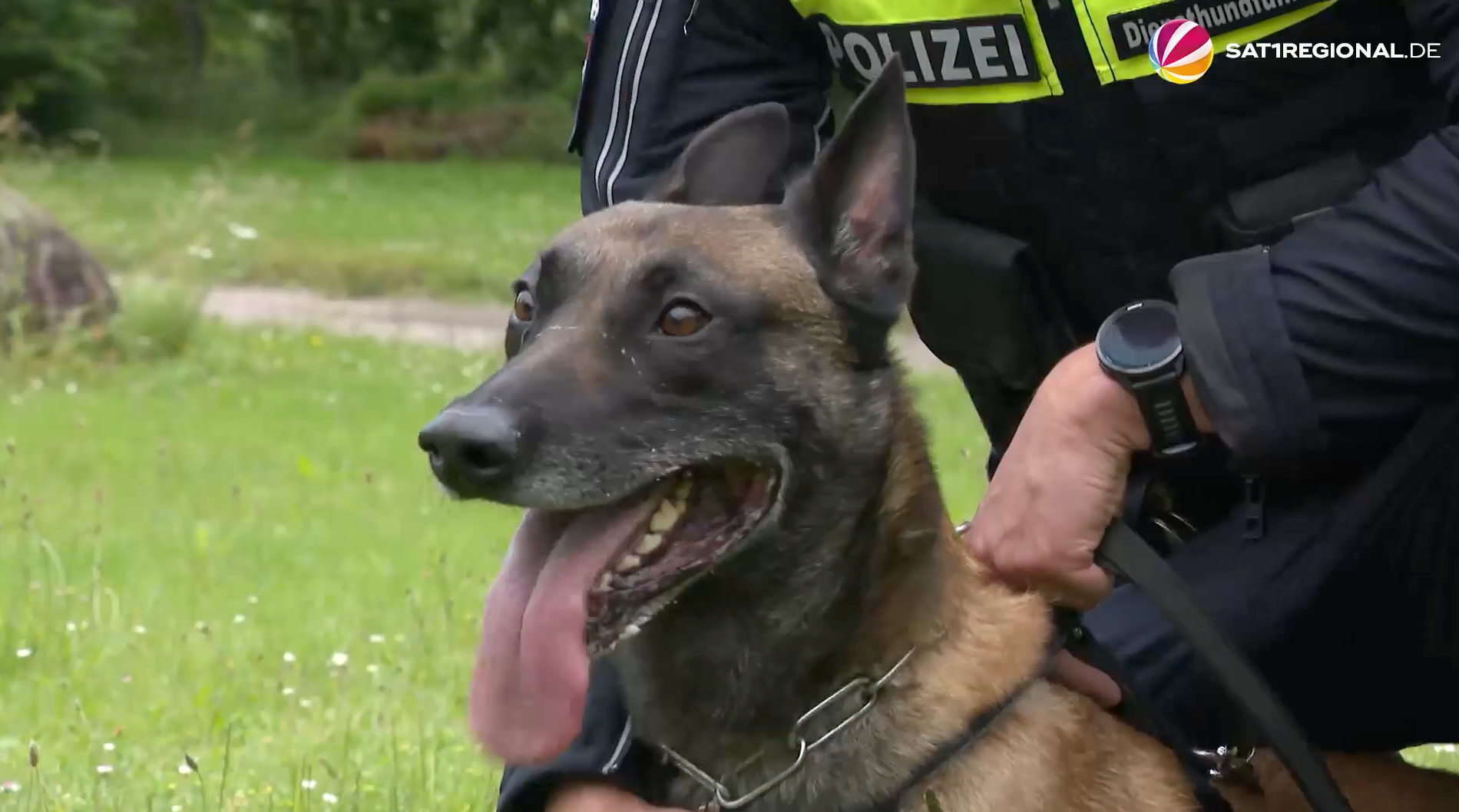 Video: Hundestaffel der Polizei Göttingen: So hart trainieren die Spürnasen
