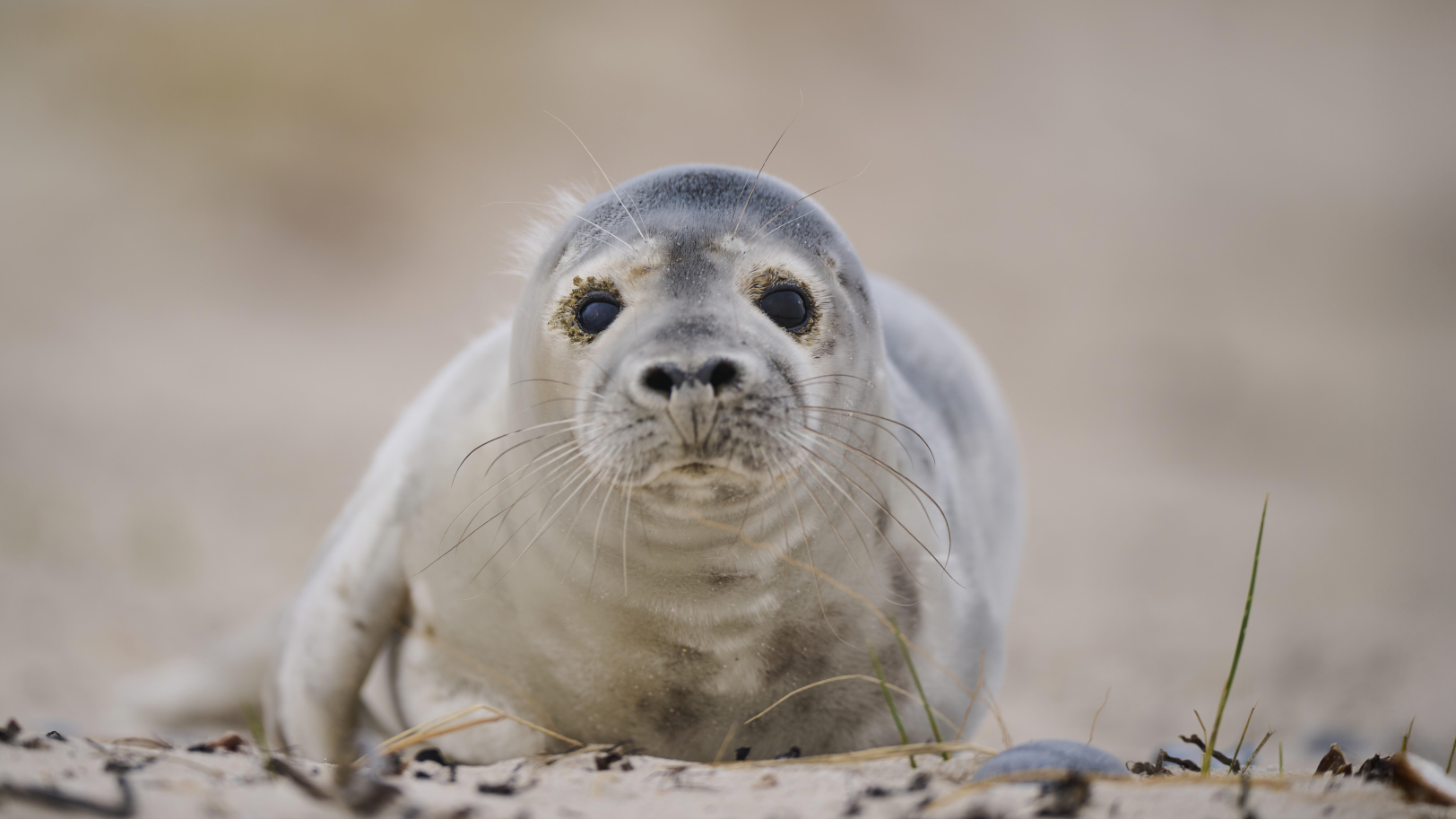 Robben-Nachwuchs-auf-Helgoland-zu-sehen