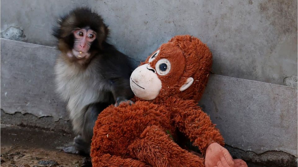 Kleiner Affe rührt Millionen zu Tränen