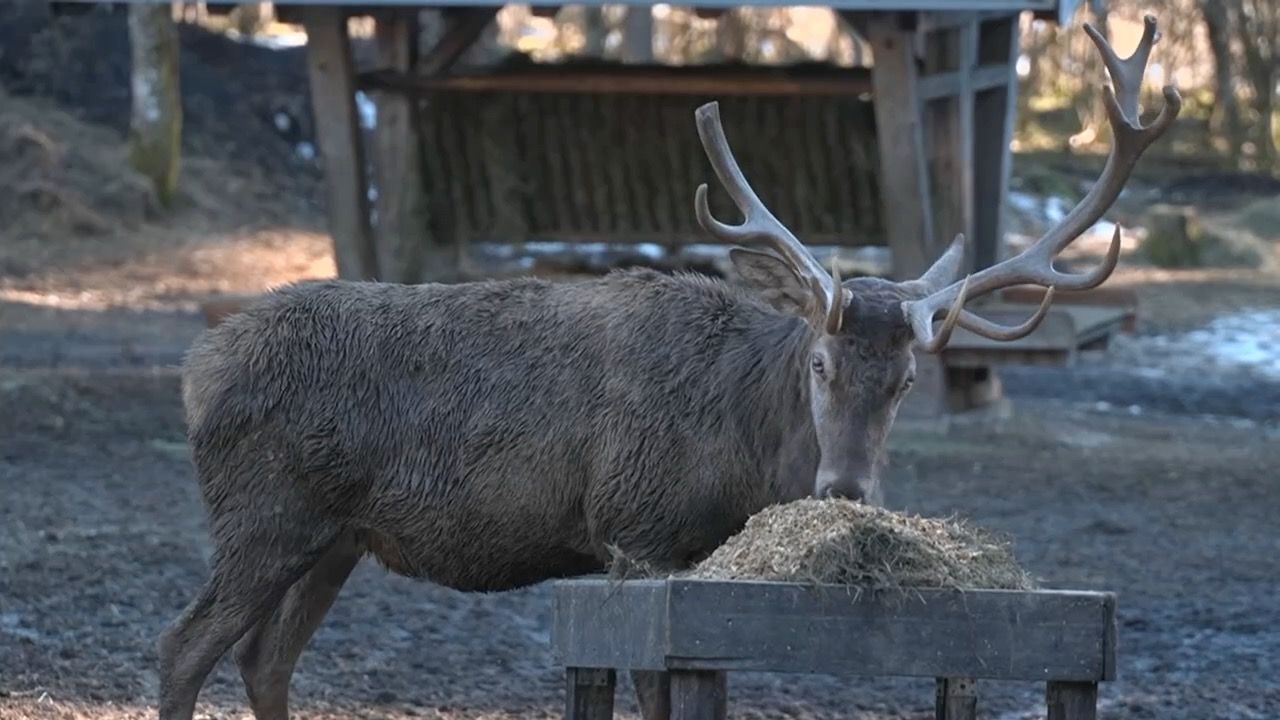Video: Streit um Rotwild-Fütterung bei Plusgraden: Aiwanger dafür