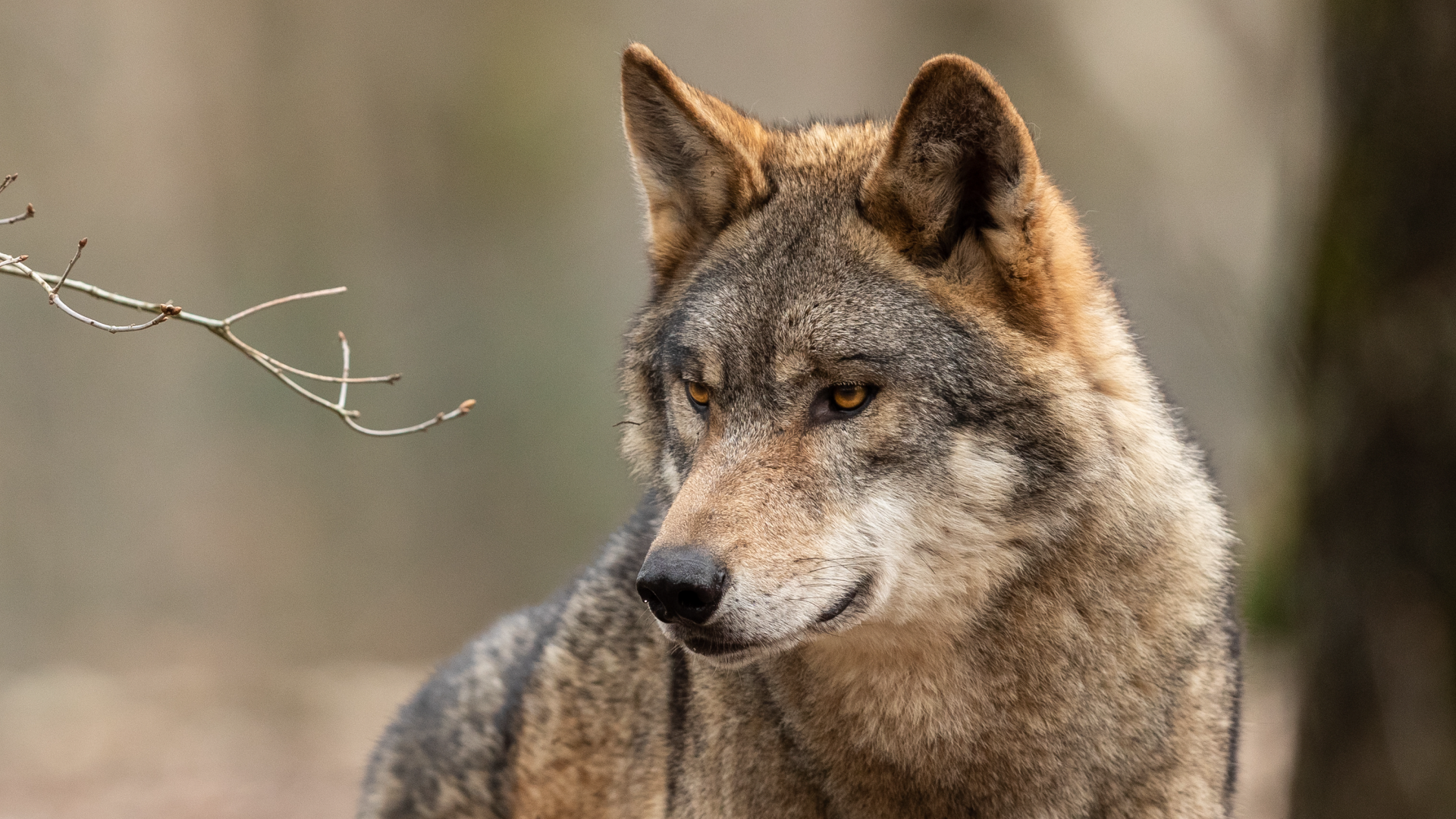 Video: Bundestag stuft Wolf als jagdbar ein