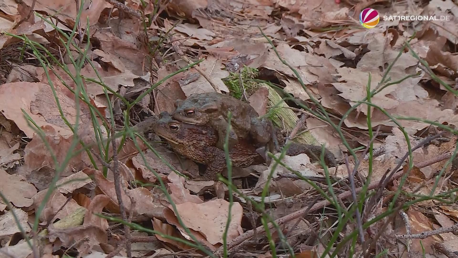 Video: Krötenwanderung: Naturschützer helfen Tieren in Niedersachsen über die Straße