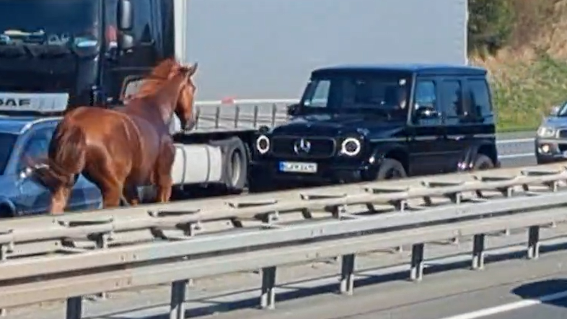 Video: Lkw-Fahrer stoppt Pferd auf Autobahn