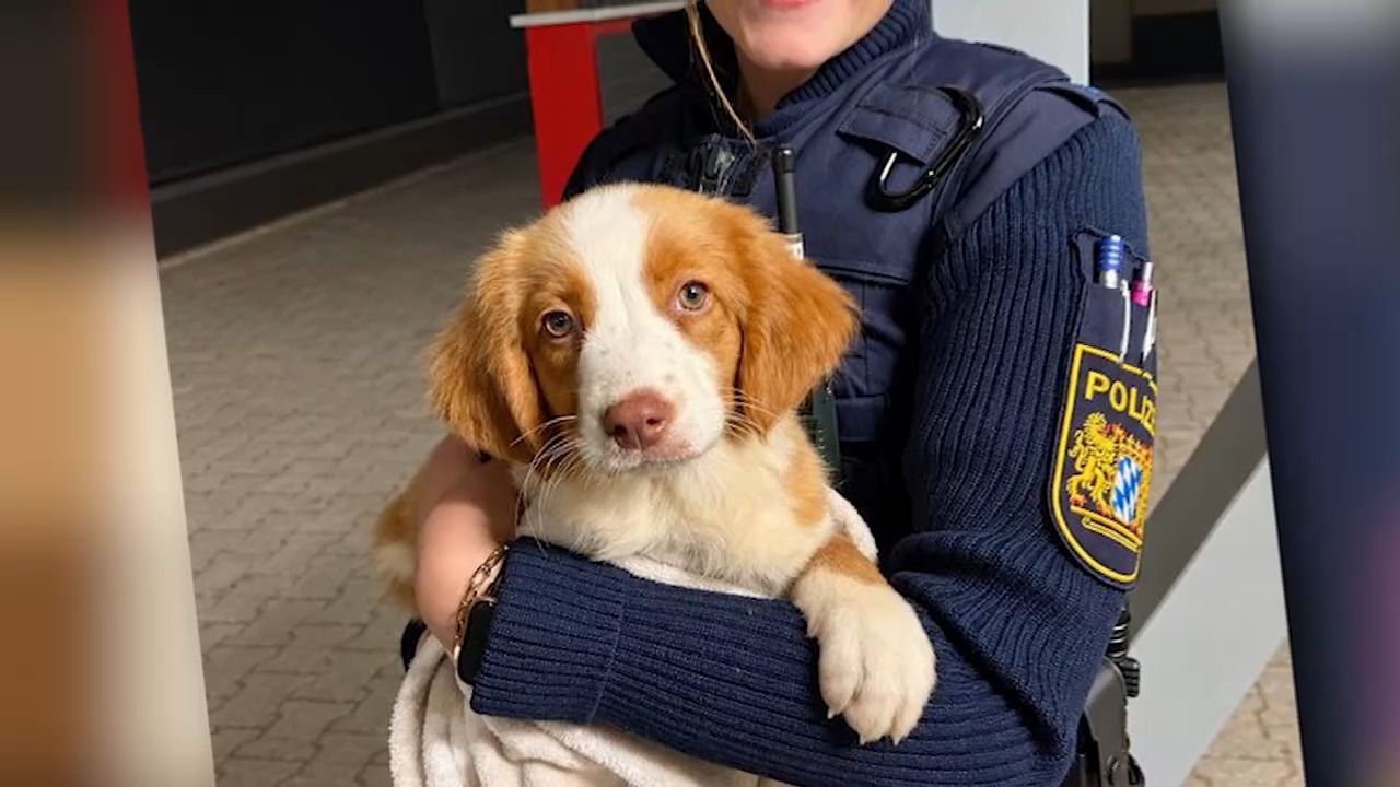 Video: Wem gehört dieser Welpe? Rätselhafter Fund in Neunburg vorm Wald