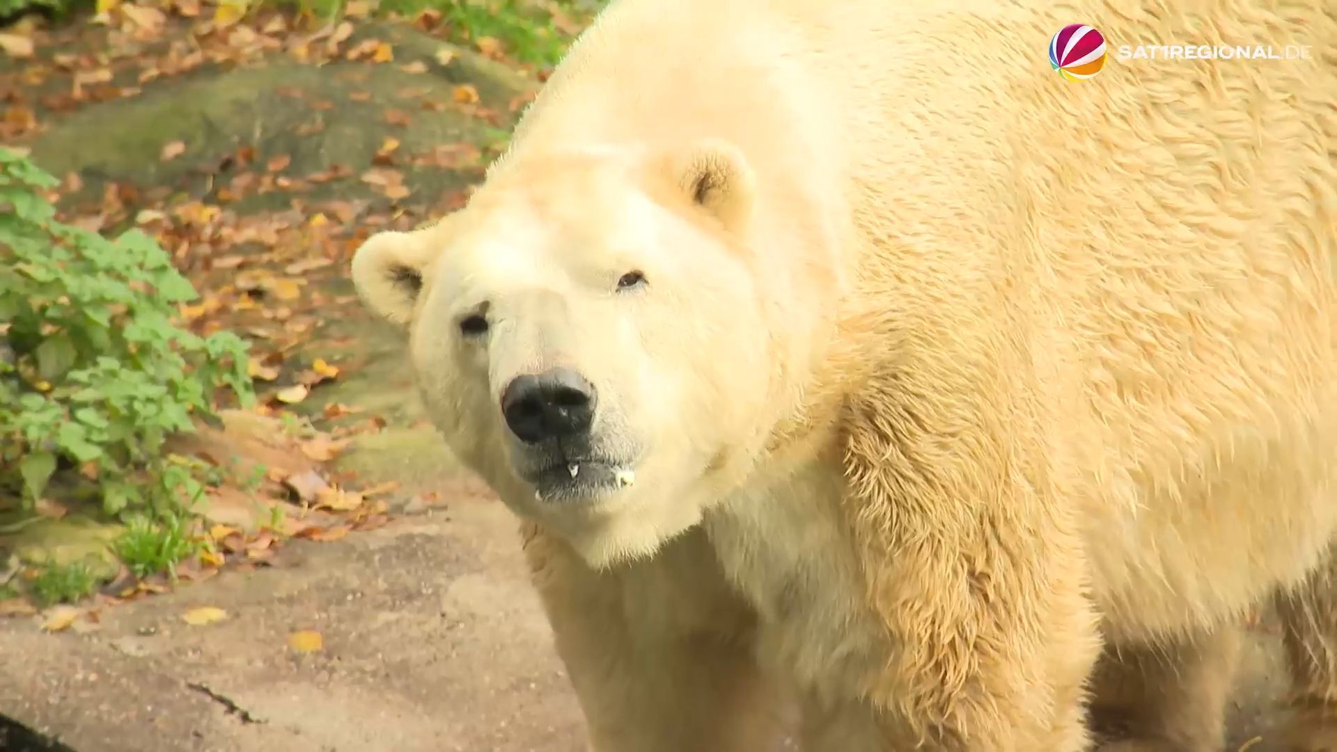 Video: Tierpark Neumünster soll Waldtierpark mit überwiegend heimischen Arten werden