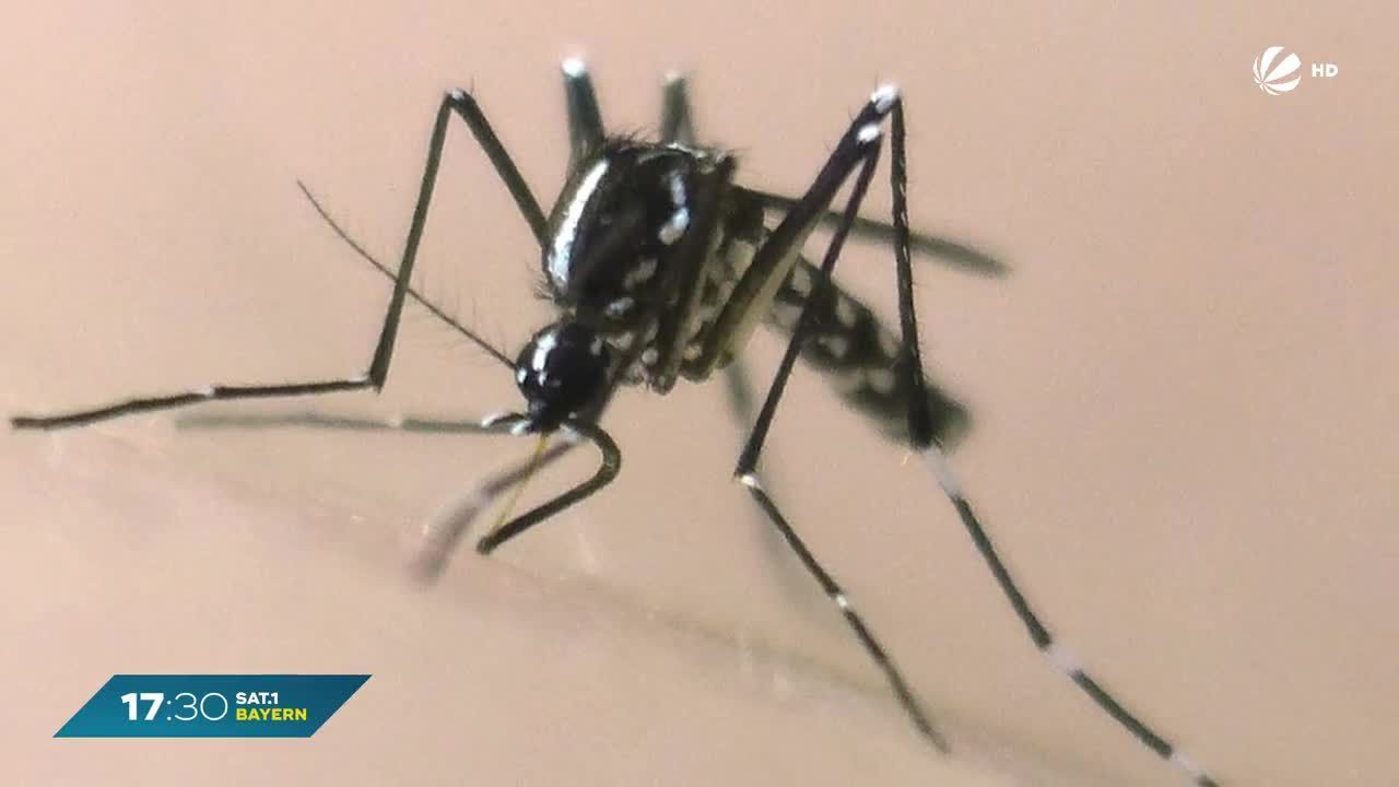 Tigermücken in Bayern: kommen mit ihnen Tropen-Krankheiten?