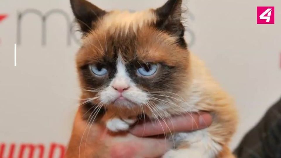 Grumpy Cat ist tot: Social Media trauert um berühmte Katze