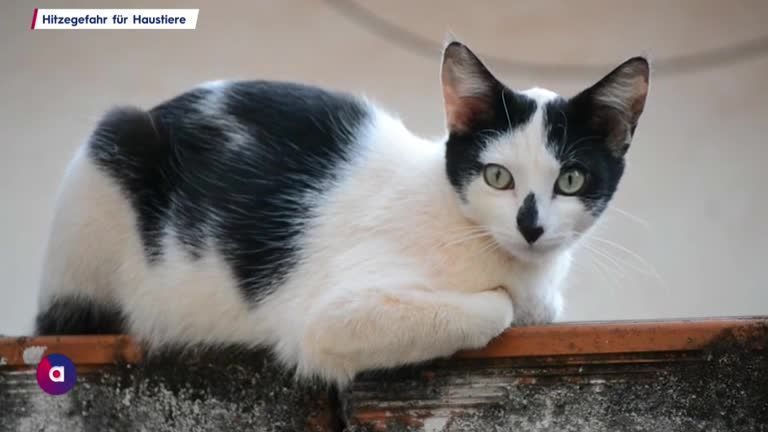 Hitzewelle in Österreich: Gefahr für Haustiere