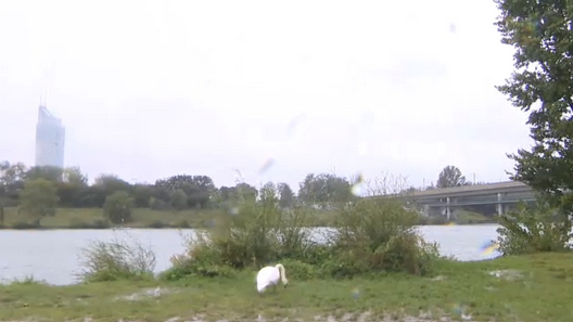 Unwetter: Die Situation in Wien