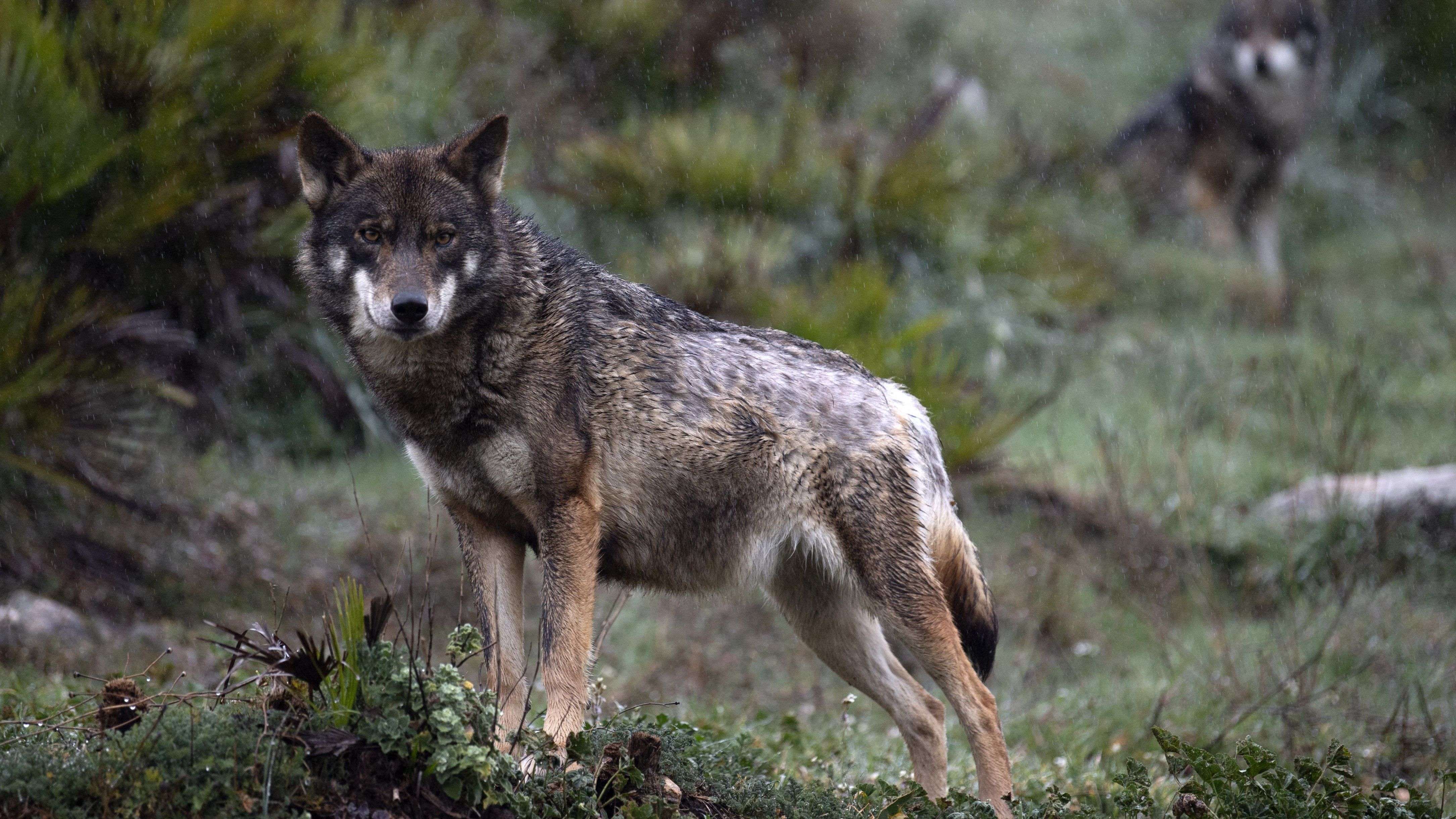 Video: Wolf unter Beschuss: Bleibt der Schutz oder fällt der Schuss?