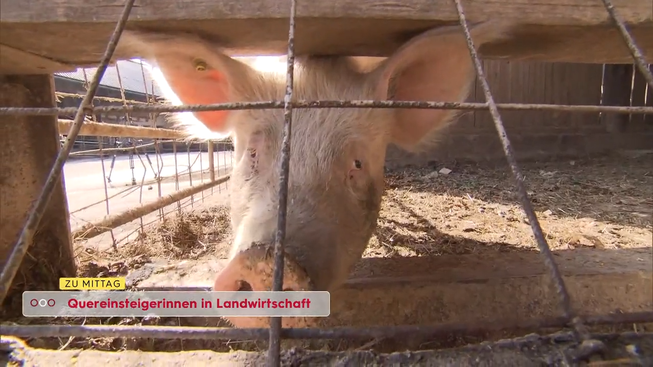 Video: Neues Leben am Bauernhof: Immer mehr steirische Frauen werden Landwirtinnen
